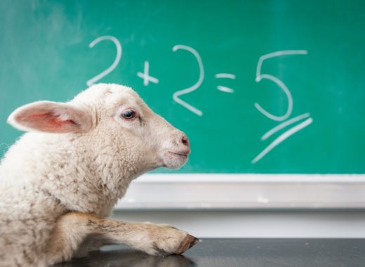 white sheep on white surface