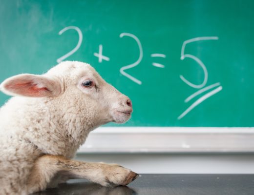 white sheep on white surface